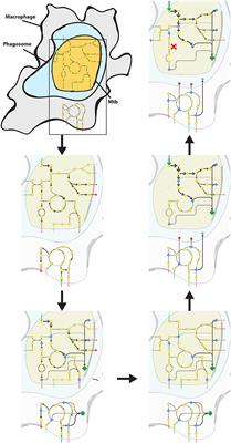 Modeling Host-Pathogen Interaction to Elucidate the Metabolic Drug Response of Intracellular Mycobacterium tuberculosis